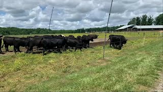 Fewer cattle in US causing sustained high prices for beef products