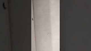 remix phonk phonk electronic humor trend memes