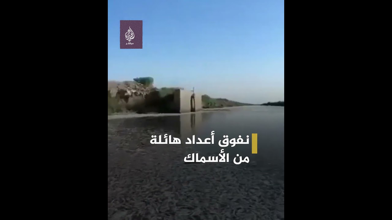 نفوق أعداد هائلة من الأسماك 🐟 على وجه المياه في نهر العز بالعراق
