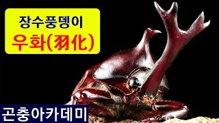 장수풍뎅이 우화과정 , 장수풍뎅이의 우화전과정을 알아봅니다.