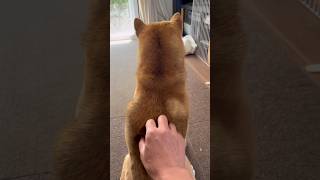 柴犬とん君の後頭部　#柴犬　#柴犬とん