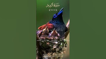 تلاوة تريح القلب #فضلا_وليس_أمرا_أشترك_بلقناة_مع_لايك_ولاتنسى_الجرس_