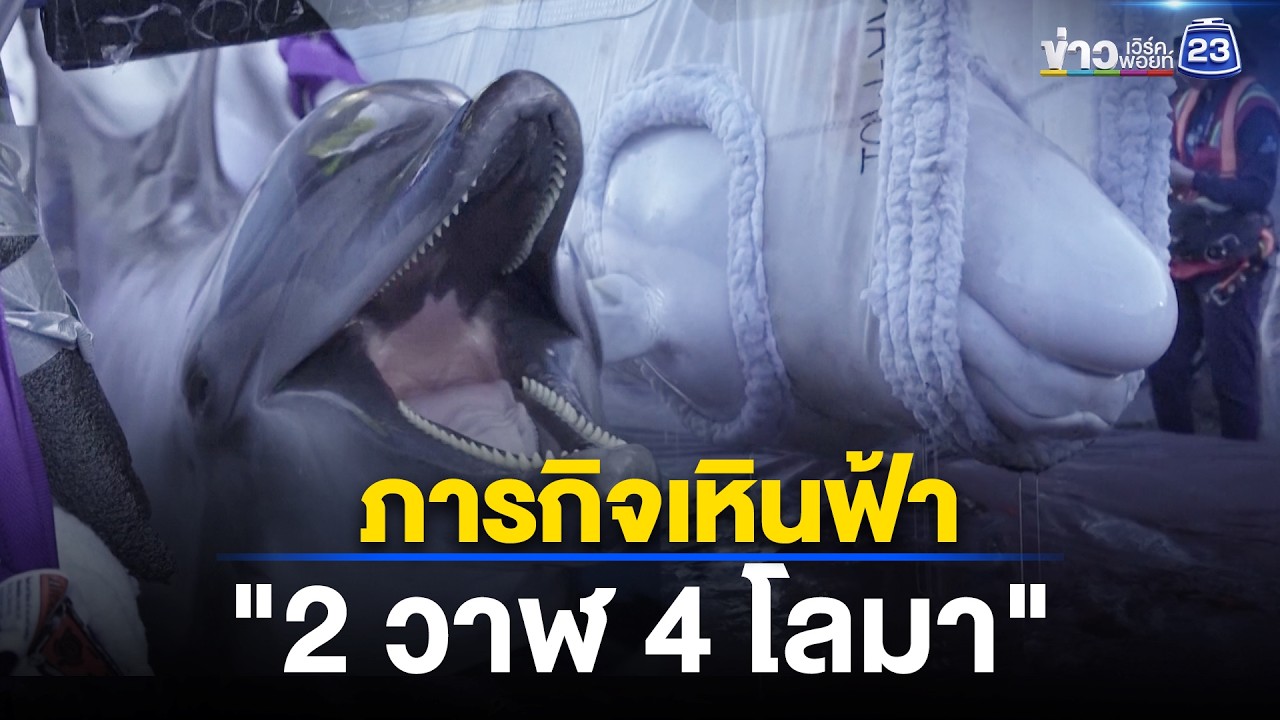 ภารกิจเหินฟ้า! ย้าย "2 วาฬ - 4 โลมา" ขึ้นเครื่องข้ามทวีป