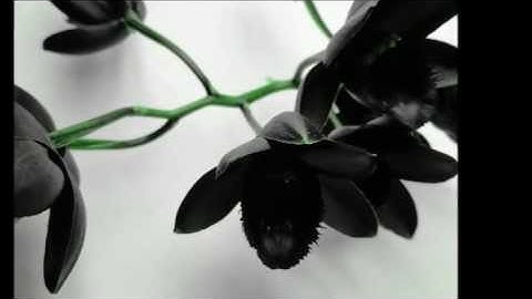 Thumbnail of Whispering Forest - Black Orchid