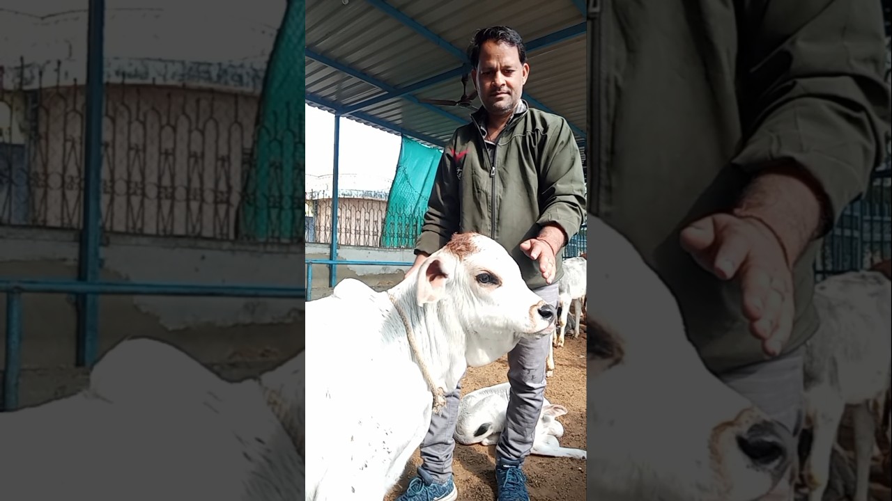 गौमाता का सच्चा प्यार 💖 cow love 💕