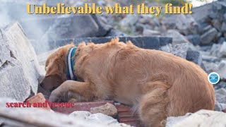 Unsung search and rescue dogs