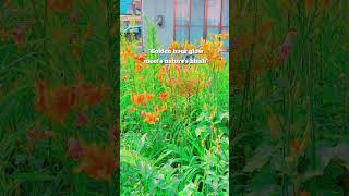 Summer sunset☀️ #summeraesthetic #summervibes #iwakunijapan