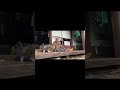 魔法のコトバ。優しい言葉だけ集めました #おばあちゃんと猫 #田舎暮らしの猫 #おばあちゃん #方言 #古民家 #shorts