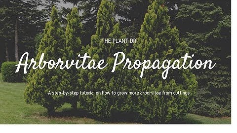 How to propagate Arborvitae | How to propagate Leyland Cypress