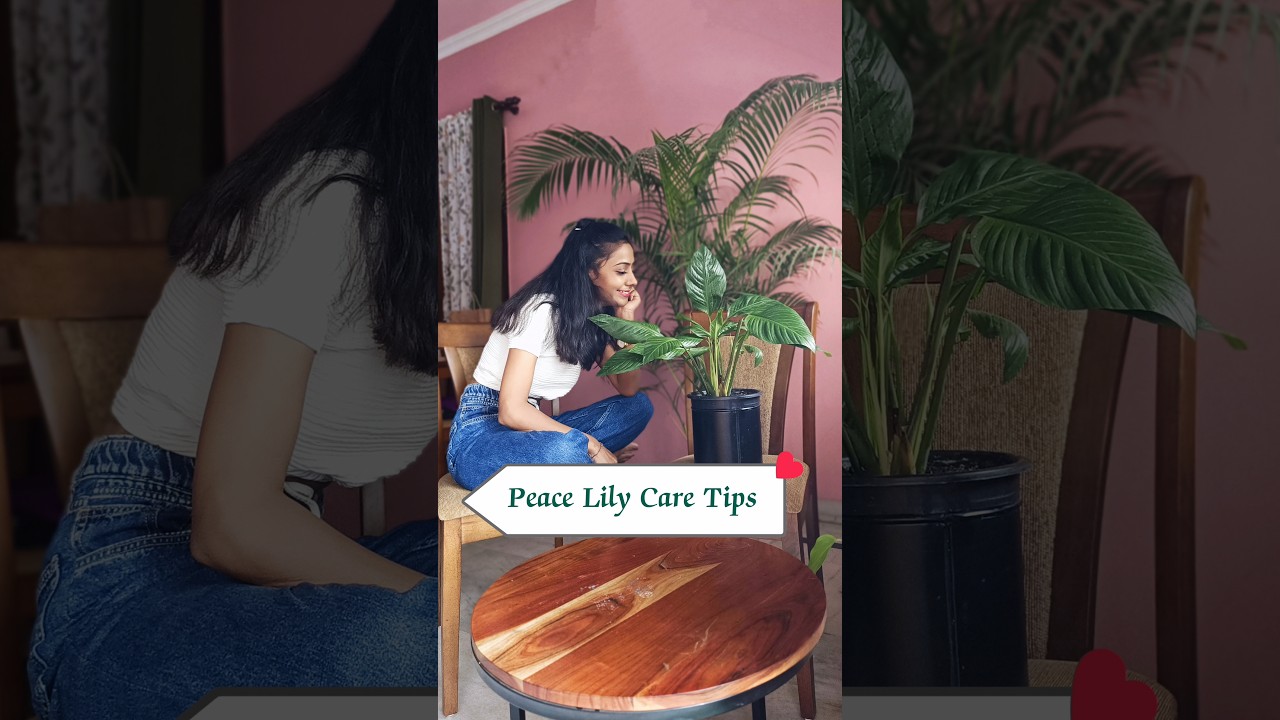 Peace Lily Plant Care