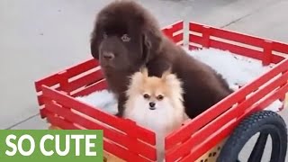 Newfoundland pulls dogs in draft cart Newfoundland Drafting