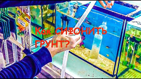 Отличный способ чистки грунта в аквариуме. Правильно 