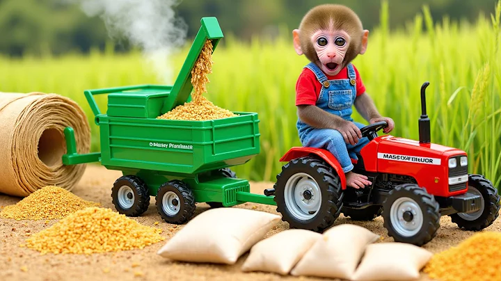 Monkey Nana drove the tractor to the vineyard early in the morning to start harvesting