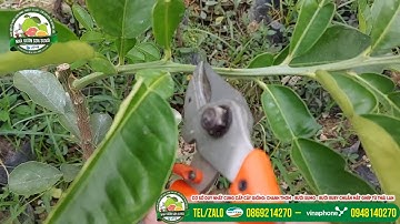 Bước chuẩn bị để lộc cây bưởi Ruby Thái Lan to khỏe trước khi xuất bán vào đầu tháng 12 dương lịch