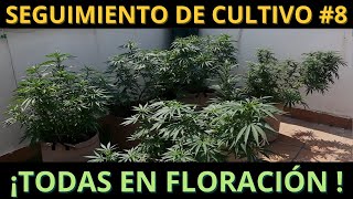 🌱 SEGUIMIENTO DE CULTIVO - CAPÍTULO 8 🌱 ¡TODAS EN FLORACIÓN! #cannabismedicinal 