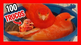 ✅ 100 TRICKS to BREED CANARIES Easy (#Part 1) | How to breed canaries for beginners screenshot 3