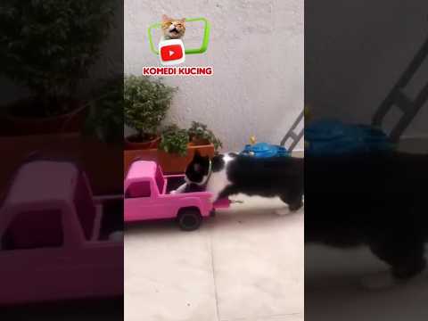 𝗠𝗨𝗔𝗧 𝗣𝗔𝗦𝗜𝗥 #short