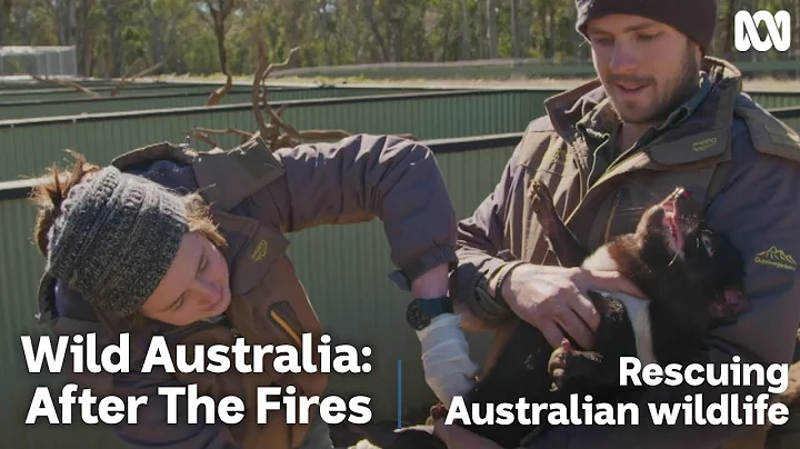 Animals returned to the wild after Australian bushfires | Wild Australia: After The Fires