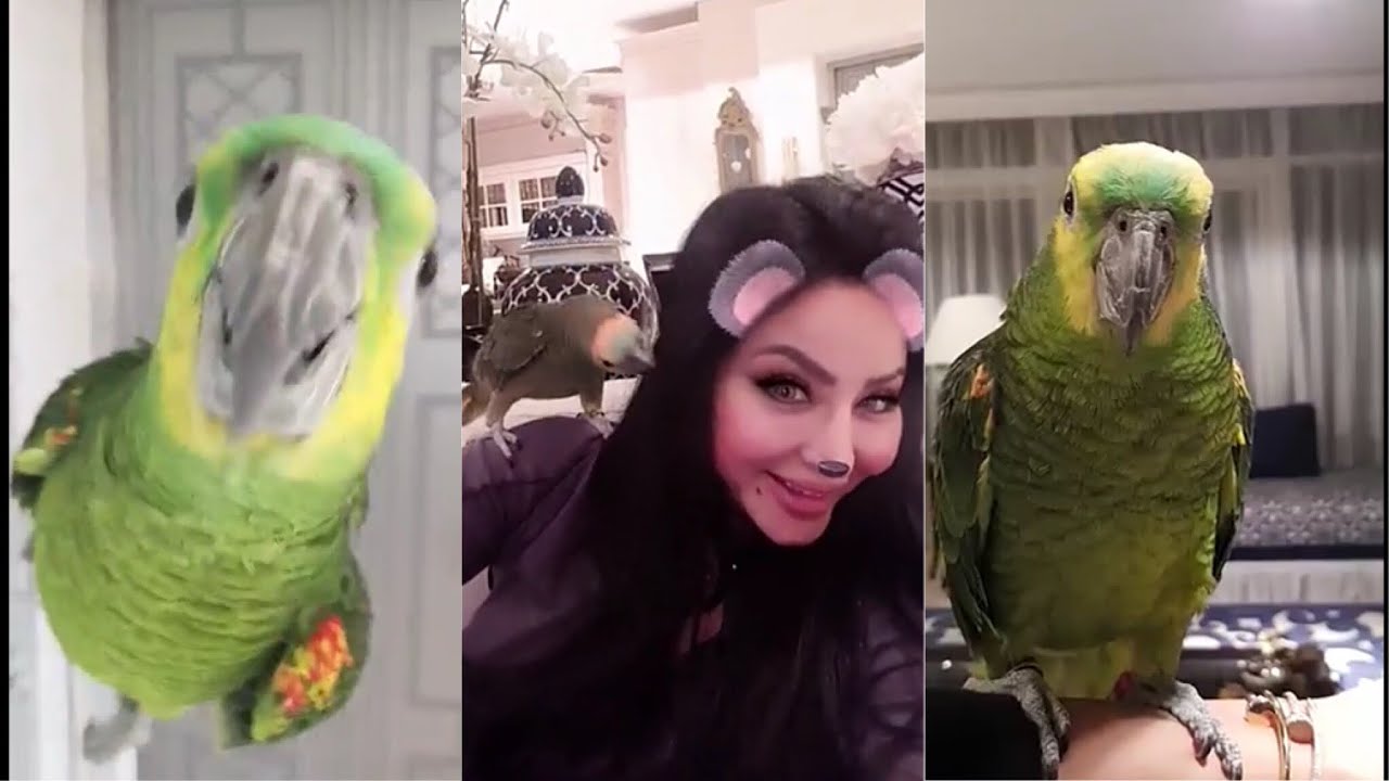 شاهد ماذا فعل بغبغاء لجين عمران عند رؤيتها بعد العودة من كندا