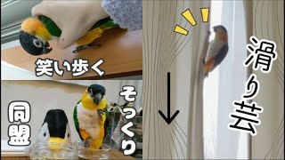 日課の【カーテン滑り芸】笑いながら歩いたり双子も出るよ/ズグロシロハラインコ 日課の【カーテン滑り芸】笑いながら歩いたり双子も出るよ/ズグロシロハラインコ