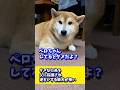 ダメな行為を父に指摘され逆ギレする柴犬が怖い #shibadog #柴犬 #sibainu #犬のいる生活 #shorts