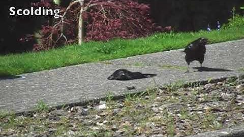 Crows attacking and copulating with a dead crow
