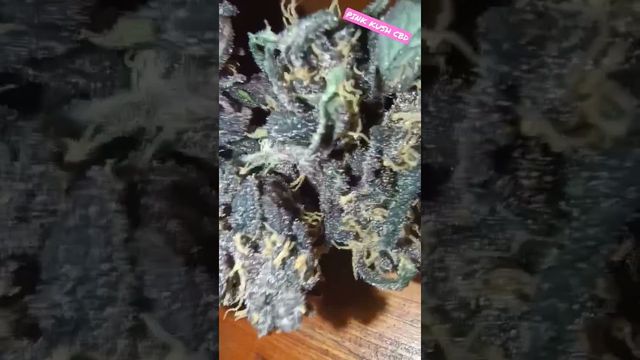 15 días de secado pink kush cbd comenzando su curado