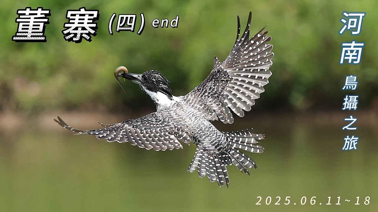 2025.06中國 河南信陽 董寨(四)~end  藍翡翠 白胸翡翠 冠魚狗 藍喉蜂虎...等