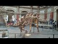 Visit to Germany&#39;s Berlin museum of natural history Part 1 Nikon p900 #dinosaurs #museum #T-rex