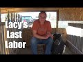 LACY'S LAST LABOR WORST CASE SCENARIO! Part 1 of 4