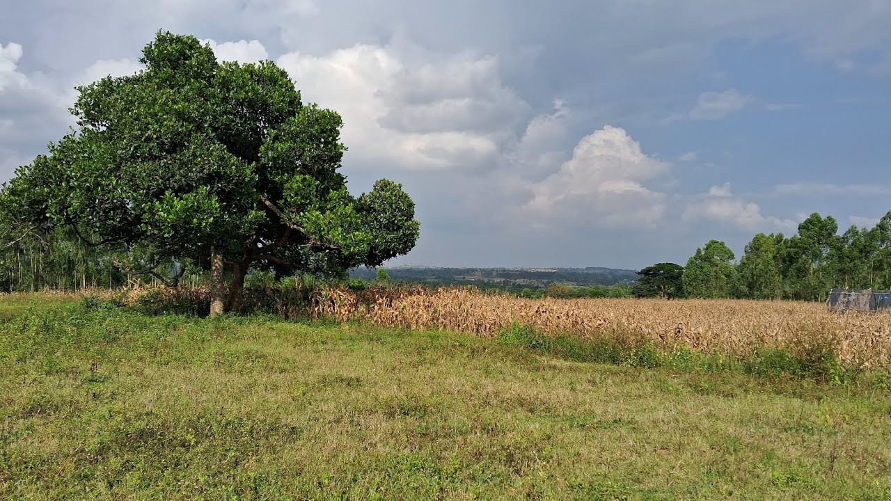 4 Acres agricultural land for sale in Hassan 