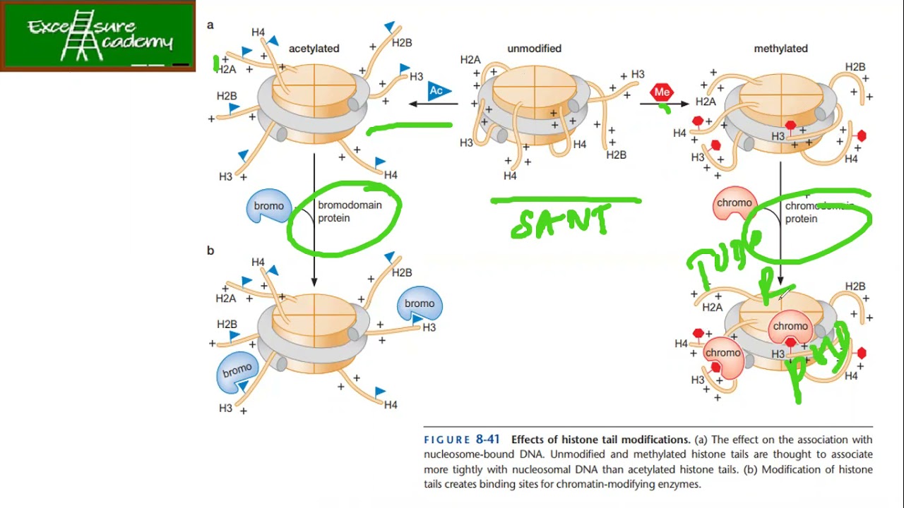 GENOME STRUCTURE, CHROMATIN, AND THE NUCLEOSOME (Chap 8) #lec 14 #Histone modification