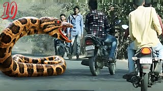 10 Terrifying Moments of Wild Animals Roaming The Streets