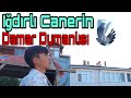 Iğdırlı Canerin, Damar Dumalısı. Darıca Oyun Kuşu Kümesleri.