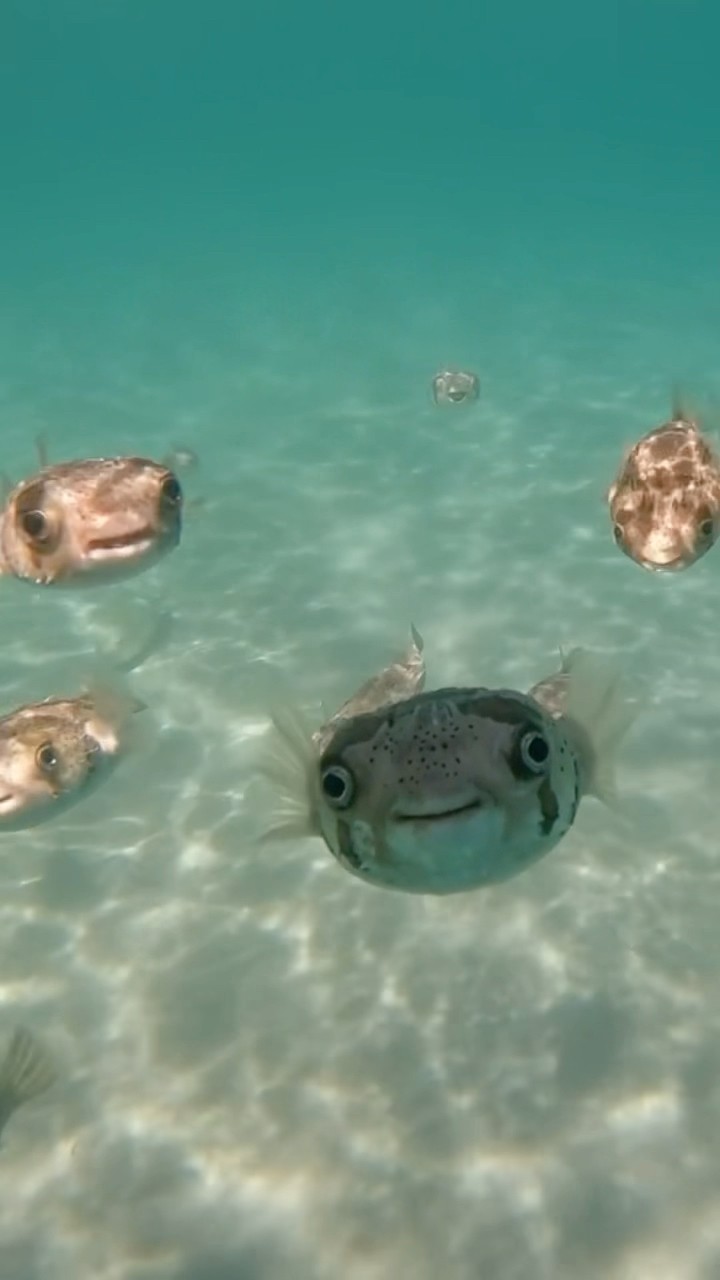 #JasonDeruloTV // Underwater Views ?? From IG @gotzonmantuliz #FromTheIslands