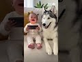 スマホを見て10秒間大爆笑！赤ちゃんとハスキーの笑顔が尊すぎる