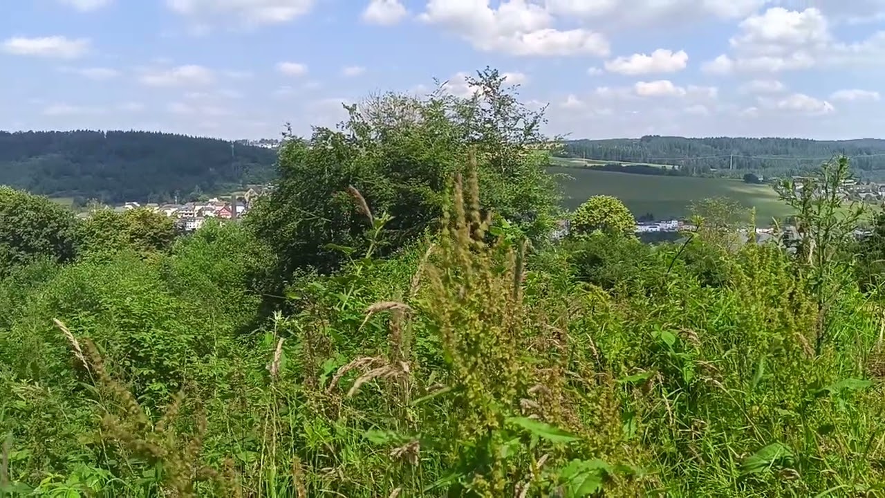 Vogelgeluiden aan beide kanten van het pad