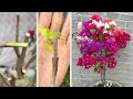 Thử ghép 5 màu hoa giấy lên 1 thân | Bougainvillea glabra