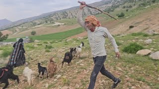 Attacking The Sheep And Warning The Deoora Family About The Absence Of Nemat 