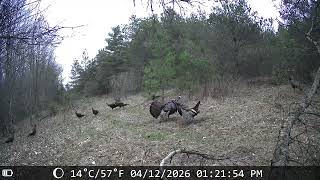 Turkey Trail Cam Footage #1