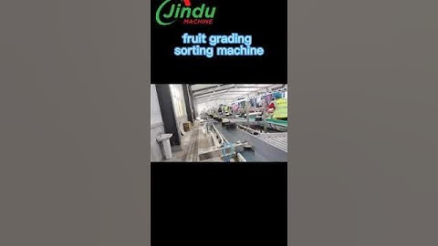 Want ACCURATE Fruit Sorting? Watch This Melon Weight Grading Machine!