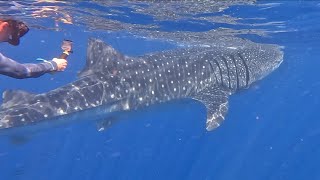 Nadando con tiburón ballena en las costas de Cancún. Whale shark