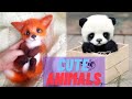 Super Cute Animals  Funny and Cute Animal Videos Compilation