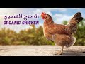 الدجاج العضوي أم التجاري