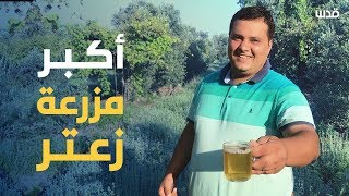 مزرعة الزعتر الاولى من نوعها في قطاع غزة..