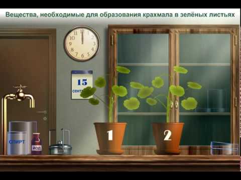 Фотосинтез