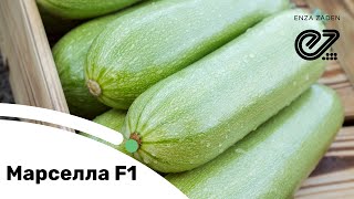 Марселла F1 – гібрид кабачка з відмінним кольором плодів протягом всього сезону
