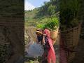 Carrying Rice Seeds Through Himalayan Trails | Traditional Village Life of Nepal#villagelife#viral