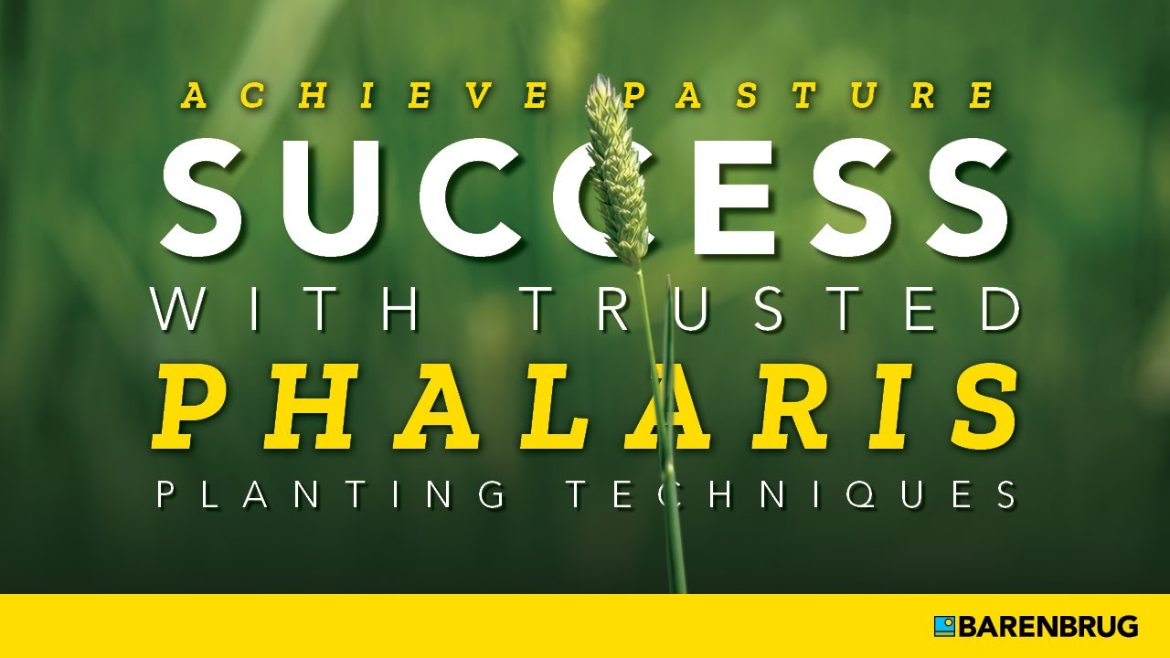 Barenbrug Phalaris Establishment