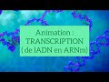 Animation pour bien comprendre la transcription de ladn en arnm